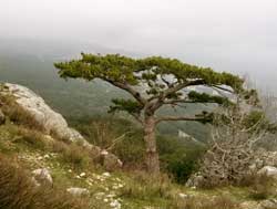 алупкинский исар