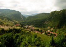 луковице
