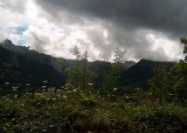 луковице