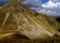луковице
