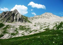 арабика