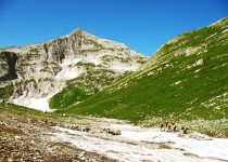 арабика