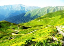 арабика