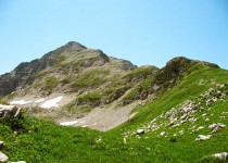 арабика