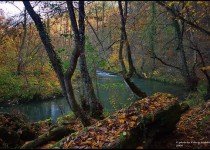 черная река