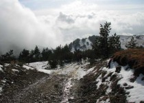 зимний лес в горах