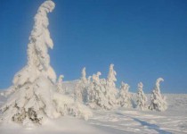 сказочный лес