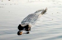 крокодил крокодил в читване