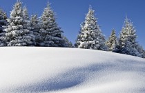 зимний карпатский лес зимний карпатский лес