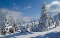 заснеженные ели заснеженные ели