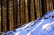 замагора замагора