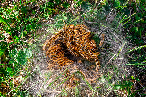 выводок гусениц