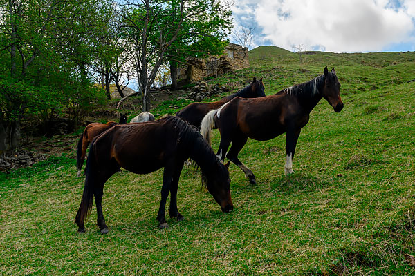 лошади на склоне