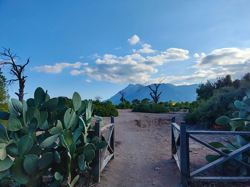 пляж Чирали кактусы