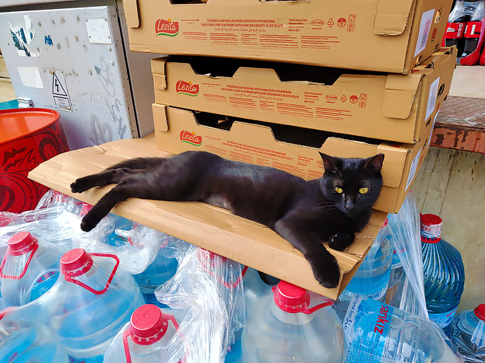 коты Анталии