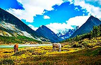 альпийские луга альпийские луга Алтая