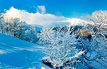 скупова скупова